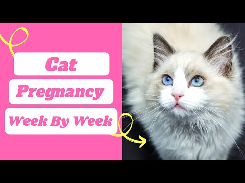 Cat Pregnancy : week by week timeline with pictures ! cat pregnancy symptoms