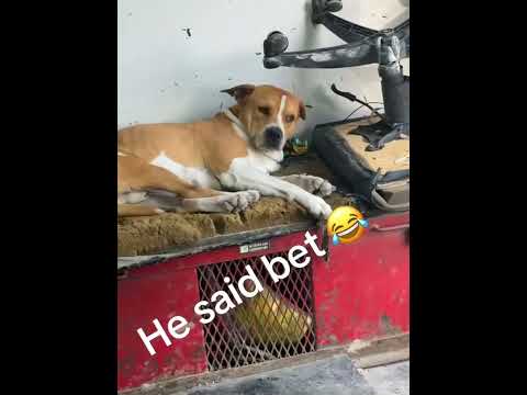 Dogs with attitude #dogs #funnyvideos #dog #funnydog #fyp