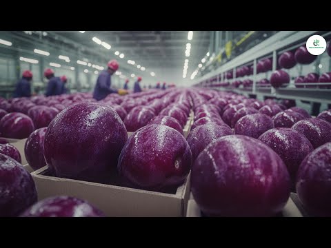 Picking Billions of Plums in California | Exploring Prunes Production | Farming Documentary