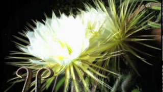 Night-blooming cereus cactus flower time-lapse