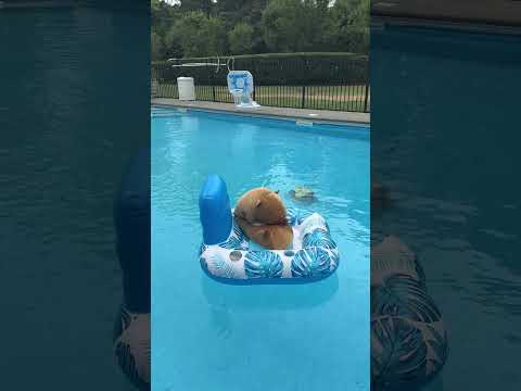 😪Sleepyhead Capybara... 📸@ava_and_alessia #capybara