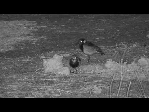 Djuma: Blacksmith Lapwing parent and two chicks(practice flapping flights) - 21:15 - 11/11/19