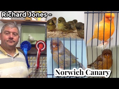 Visiting Richard Jones' NORWICH CANARY's