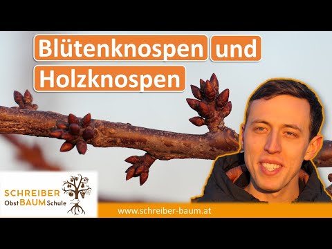 Blütenknospen und Holzknospen unterscheiden - wichtig für den Obstbaumschnitt