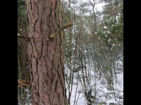 Vildsvinsjakt med ADB Ysby