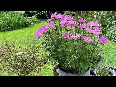 image : Samedi au jardin : Jardin du Bakoua (Martinique)