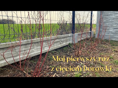 Cięcie Borówki Amerykańskiej pierwszy raz w życiu.