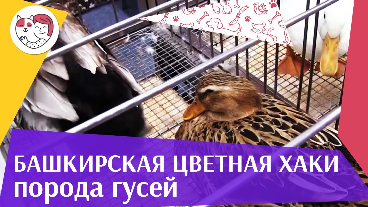 Порода гусей БАШКИРСКАЯ ЦВЕТНАЯ ХАКИ Агропромышленная выставка Золотая осень 2016 iLikePet