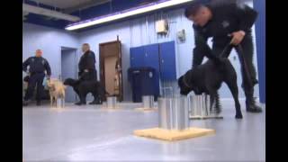 Local dogs lend a helping paw