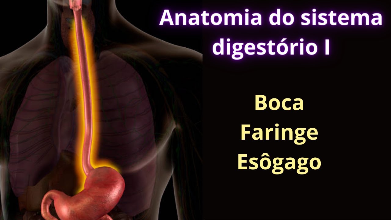 Anatomia do sistema digestório I (Boca, faringe, esôfago)
