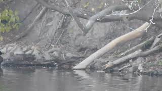 明石公園 外堀の野鳥