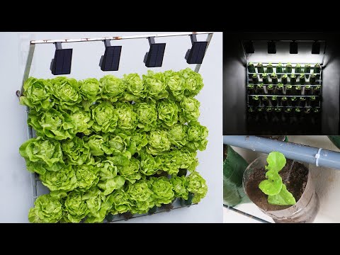 , title : 'Super Fast Vegetable Growing, High Yielding Wall Mounted Lettuce Growing'