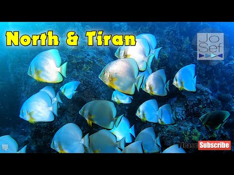 North & Tiran Liveaboard | Red Sea Egypt | Octobre 2022
