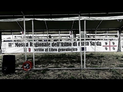 ASINO DI RAZZA SARDA-LIBRO GENEALOGICO-2° MOSTRA ITTIREDDU 2023-ASINO ASINARA-CAVALLO SARCIDANO