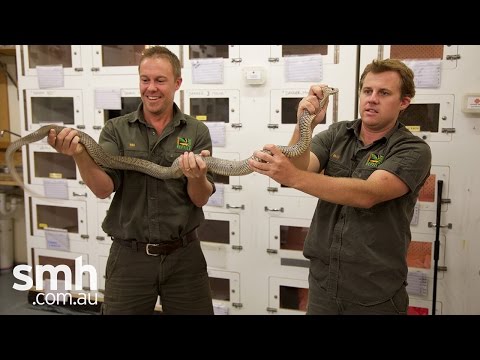 Gigantor: Is this Australia's largest brown snake?