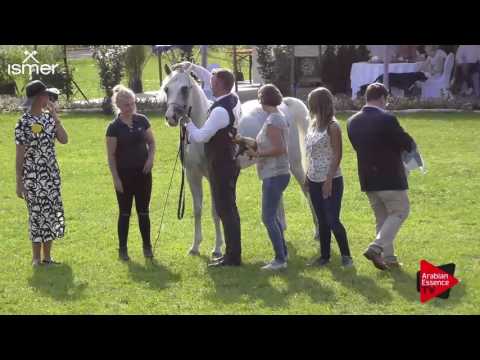 2 nd placeN.160 AL ARYAM BAREE - Ströhen 2017 Int B-Show - Senior Stallions Championship (Class S)