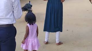 peacock in Ramanamaharshi Ashram .. Arunachalam, Tiruvannamalai