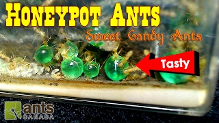 SWEET CANDY ANTS - Honeypot Ants | Ant Love Contest 2017