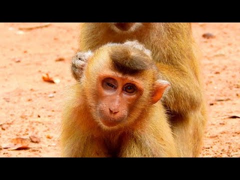 Abandon monkey Sok break heart when Orphan abandon Rolex leave her behind
