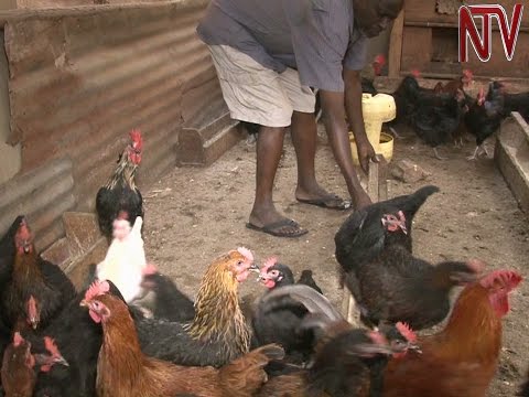 On The Farm: Erias Kasumba has no regrets after choosing to concetrate on local chicken