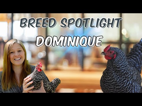 , title : 'Meet the Dominique Chicken: The True American Heritage Breed'