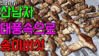 송이 버섯을 찾으러 태풍 속으로 엄청난 비 바람  산남자 산행 자연 건강 항암 약초 능이  mushrooms…