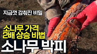 소나무 박피. 50년을 앞당기는 비법. (가격 상승의 비밀)