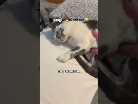 Look at her 👀 #cat #cats #funny
