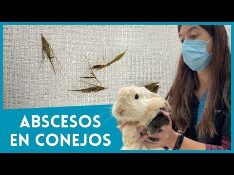 , title : 'PROBLEMAS MÁS FRECUENTES EN CONEJOS: LOS ABSCESOS 🐇'