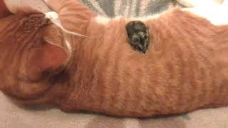 ПРАНКИ НАД КОТОМ / ПРАНКИ НАД КОТАМИ / ПРИКОЛЫ ПРО КОТОВ / ПРИКОЛЫ НАД КОТАМИ / СМЕШНОЙ КОТ