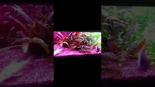 Arena silica grano de oro para peceras malla 20/30