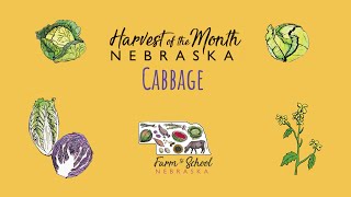Harvest of the Month: Cabbage