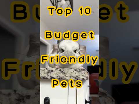 Top 10 Budget-Friendly Pets You Can Actually Afford! 🐾 | Cheap & Easy Pets