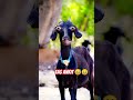 Tag Ankit Name Wali Funny Video Shahab Khan Vloger Comedy Funny Viral Youtubeshorts