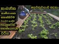කාබනික කෘමිනාශක සකස්කිරිම වගාවට යෙදී
