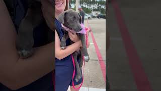 Video preview image #1 Mutt Puppy For Sale in The Woodlands, TX, USA
