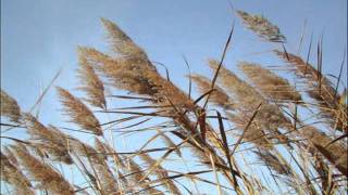 La langue de chez nous - Yves Duteil