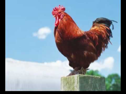 Ran Kukula Thalla Dile