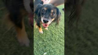 Video preview image #1 Dachshund-Spaniel Mix Puppy For Sale in phoenix, AZ, USA