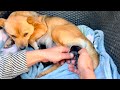 After we helped a dog 🐶 mom give birth, something incredible happened. 🐕🐶😮😮😮 DEFAULT Thumbnail