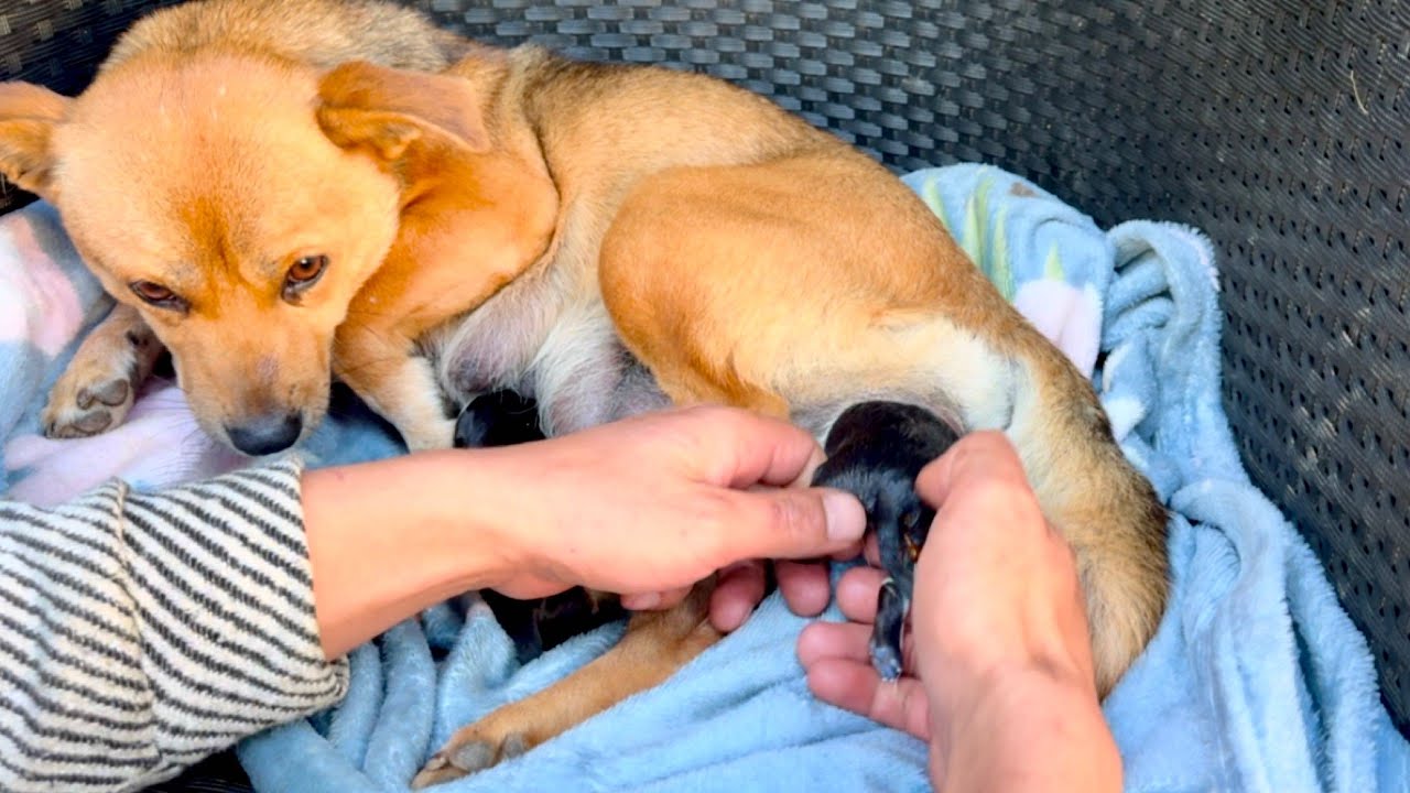 After we helped a dog 🐶 mom give birth, something incredible happened. 🐕🐶😮😮😮