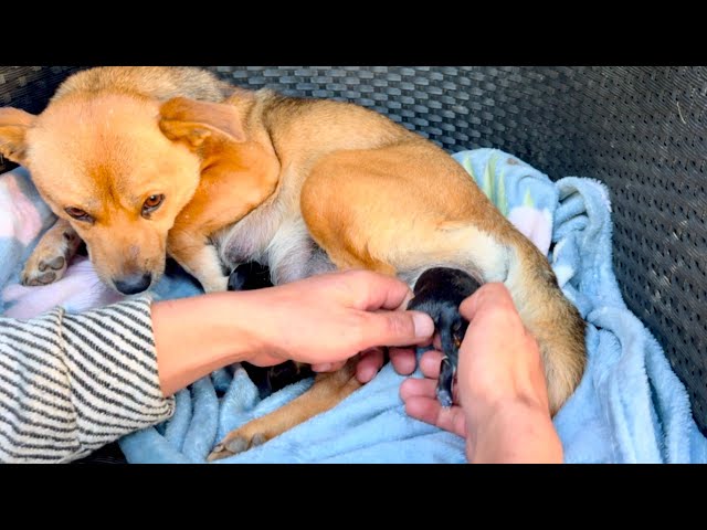 After we helped a dog 🐶 mom give birth, something incredible happened. 🐕🐶😮😮😮 SDDEFAULT Thumbnail