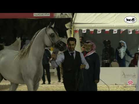 N 93 MUSHTABAH AL ZOBAIR   Bahrain National Championship 2021   Stallions 4+ Years Old Class 8A
