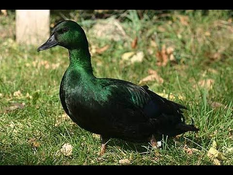 All duck breeds.Over 45 breeds