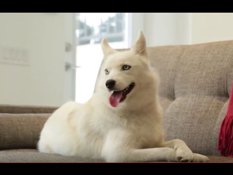 download lagu mp3 mp4 Pomsky Adulte, download lagu Pomsky Adulte gratis, unduh video klip Pomsky Adulte