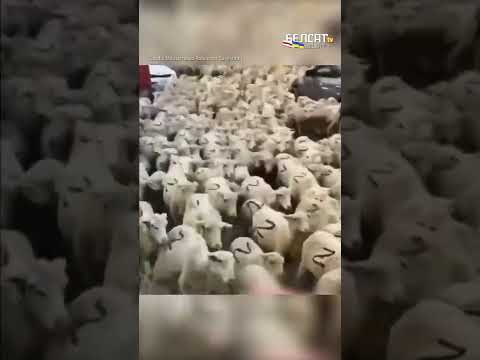 , title : '"Patriotyczne owce" z Rosji? 🤔 Wpadka władz Dagestanu (więcej w opisie) #absurdpropagandy [17]'