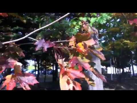 ノルウェーカエデ 植物