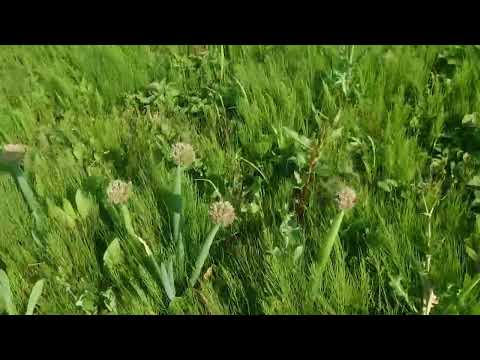 庭でのコーヒーかすの一般的な 3 つの用途 + 安全なガーデニングのために避けるべき 5 つの間違い!  庭園