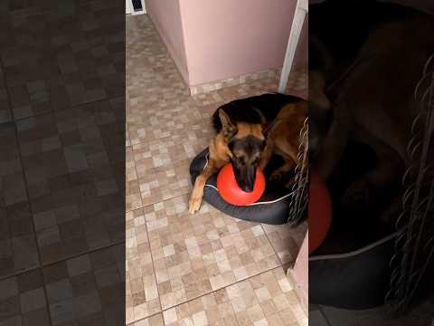 #cachorro #pastoralemao