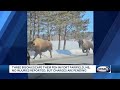 3 bison escape pen in Fort Fairfield, Maine